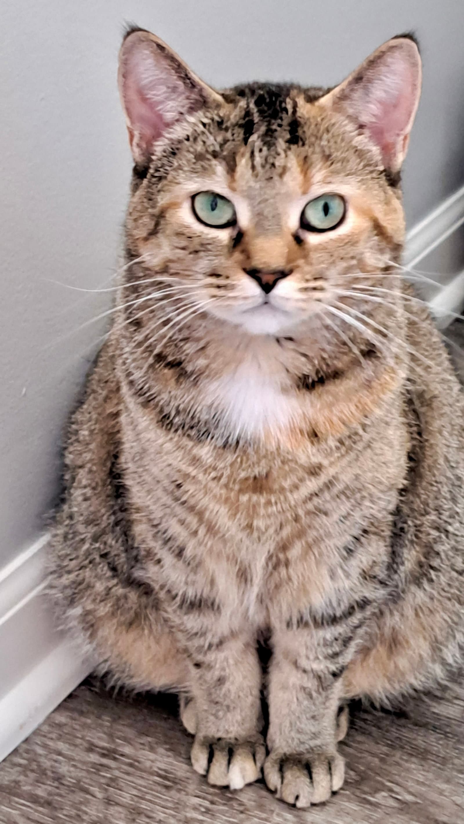 Cat - Faith