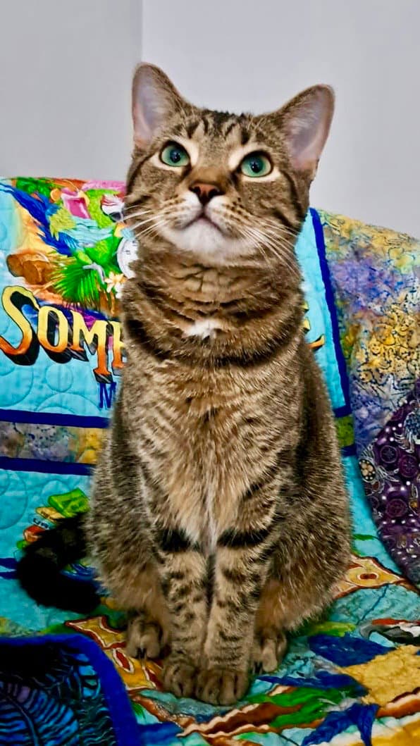 Cat - Frannie