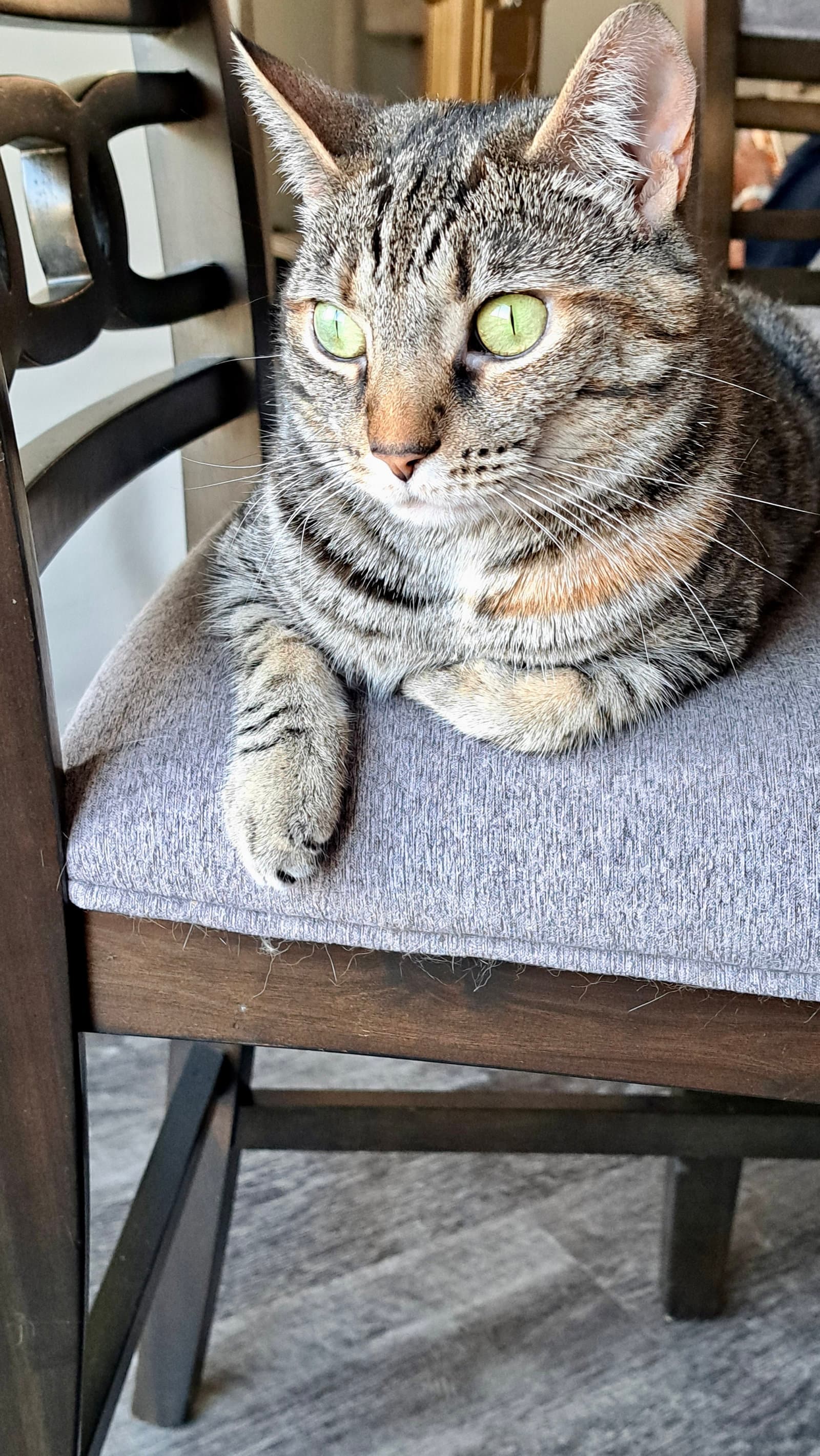 Cat - Tilly