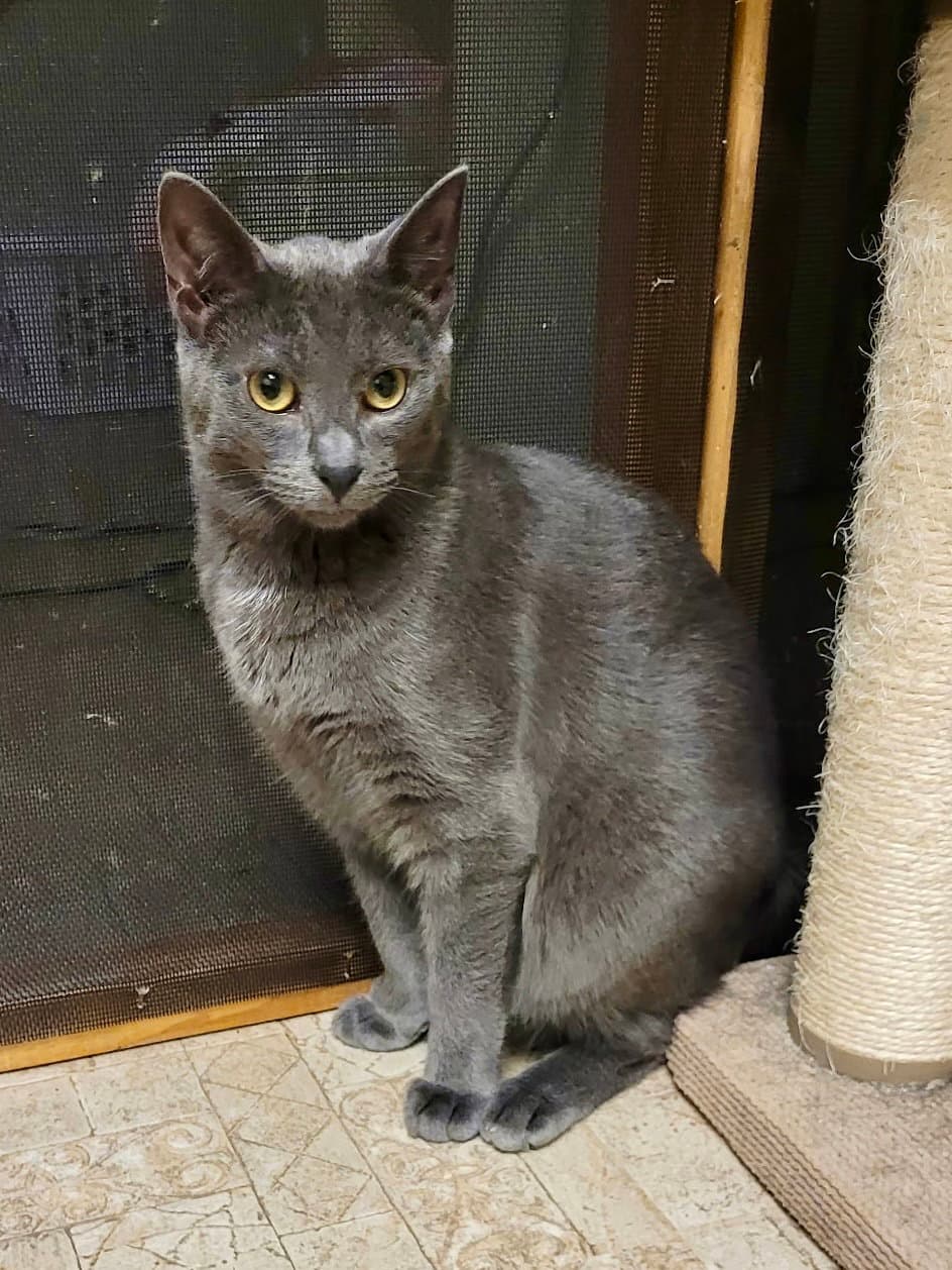 CAT - Edison