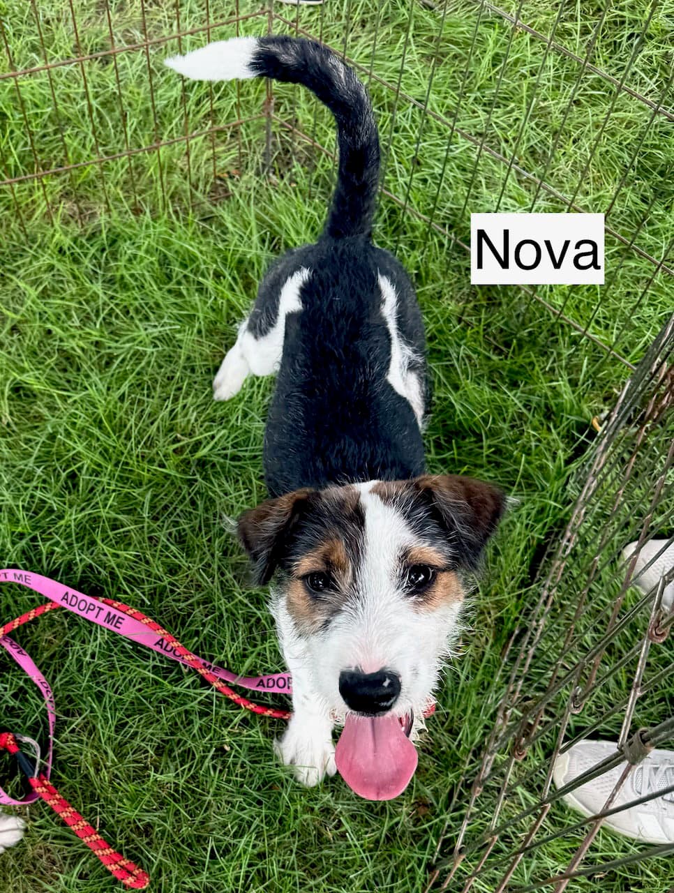 Nova