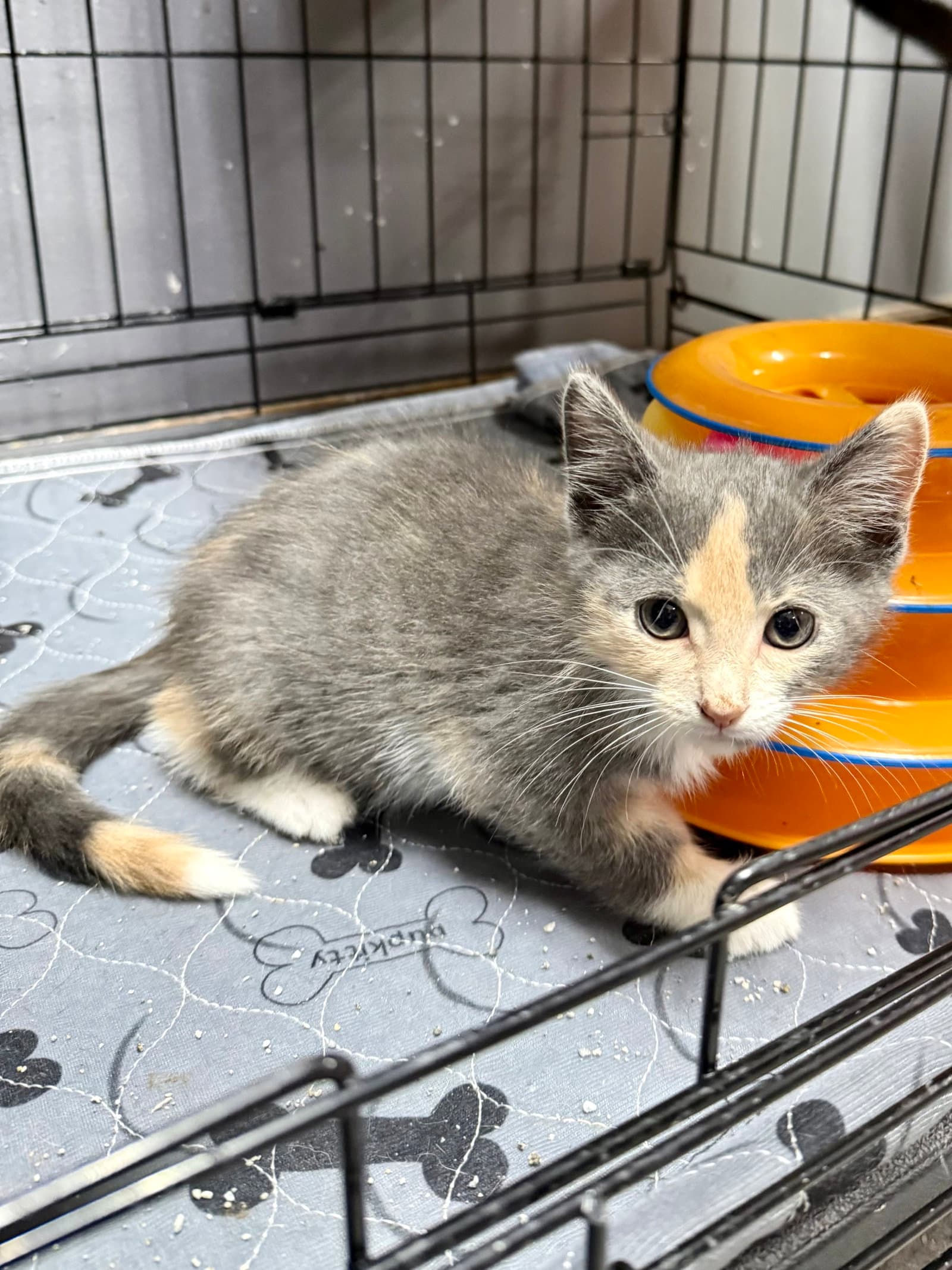 CAT - Uma