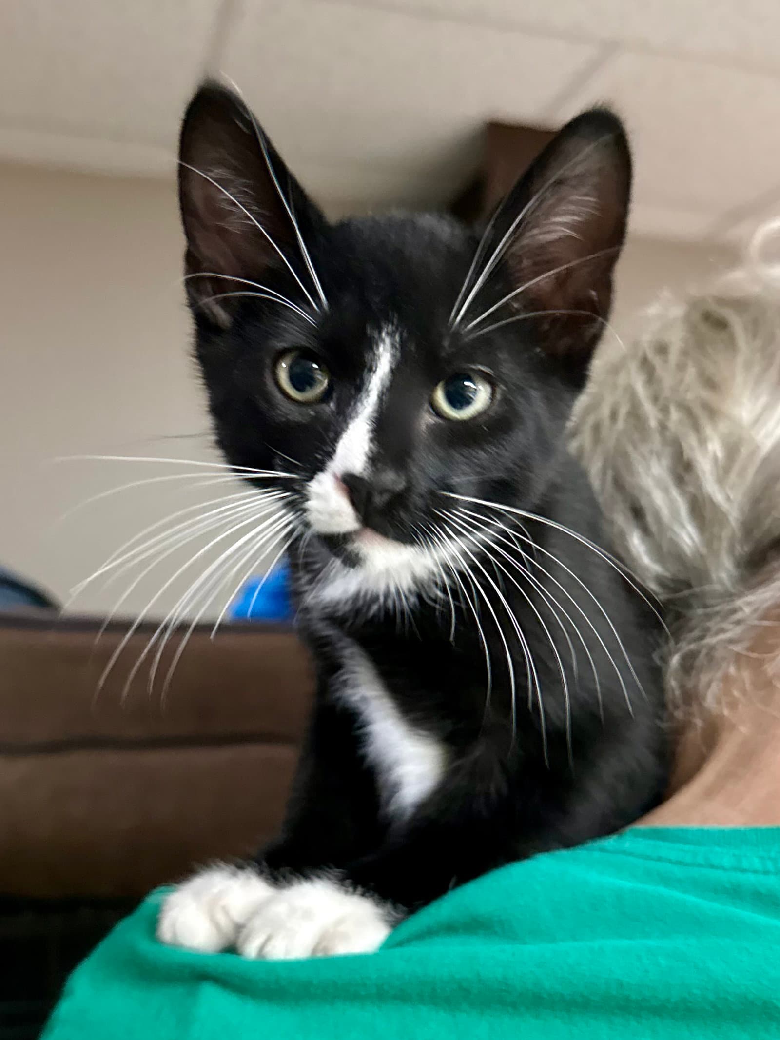 CAT - Licorice