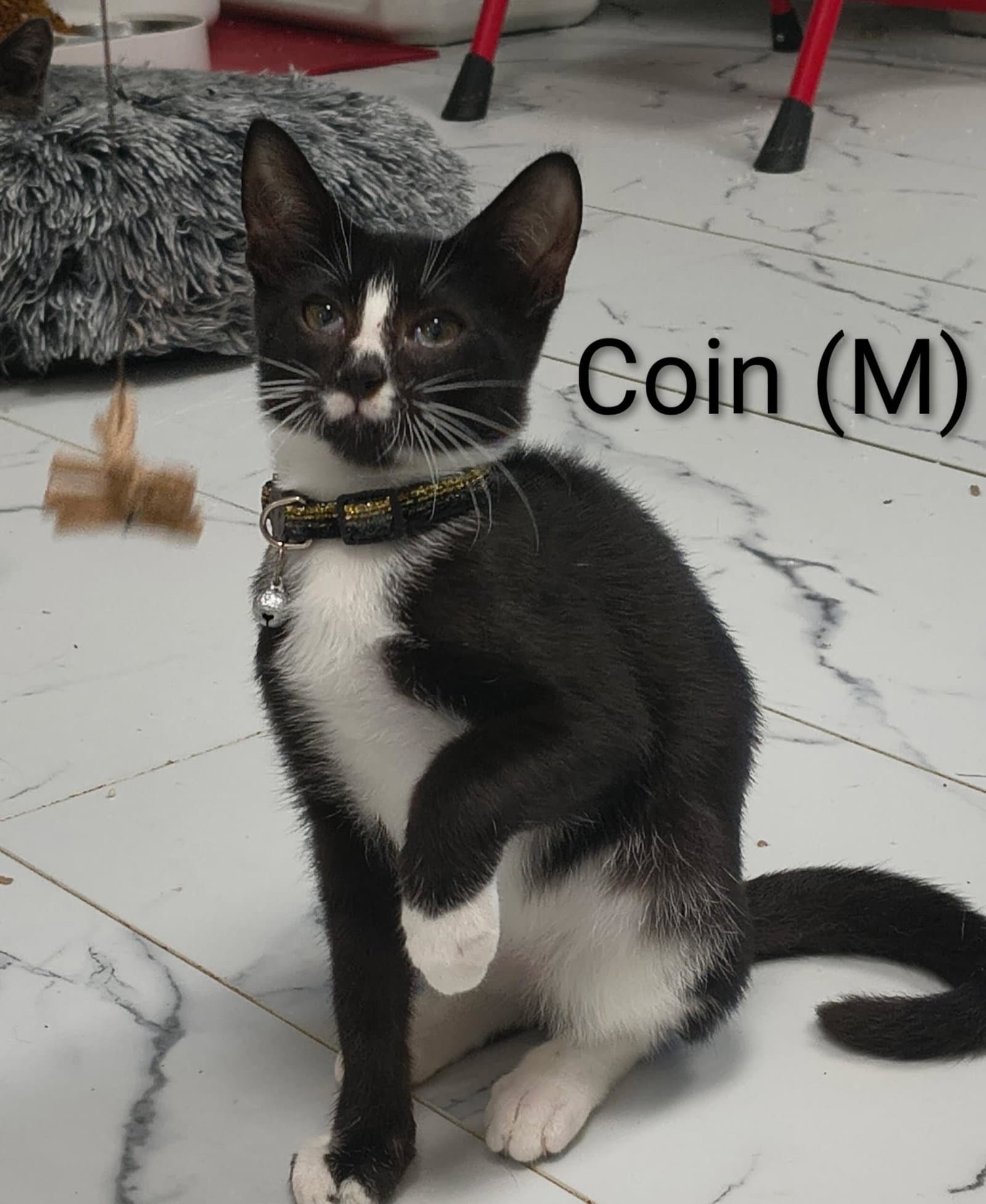 Coin