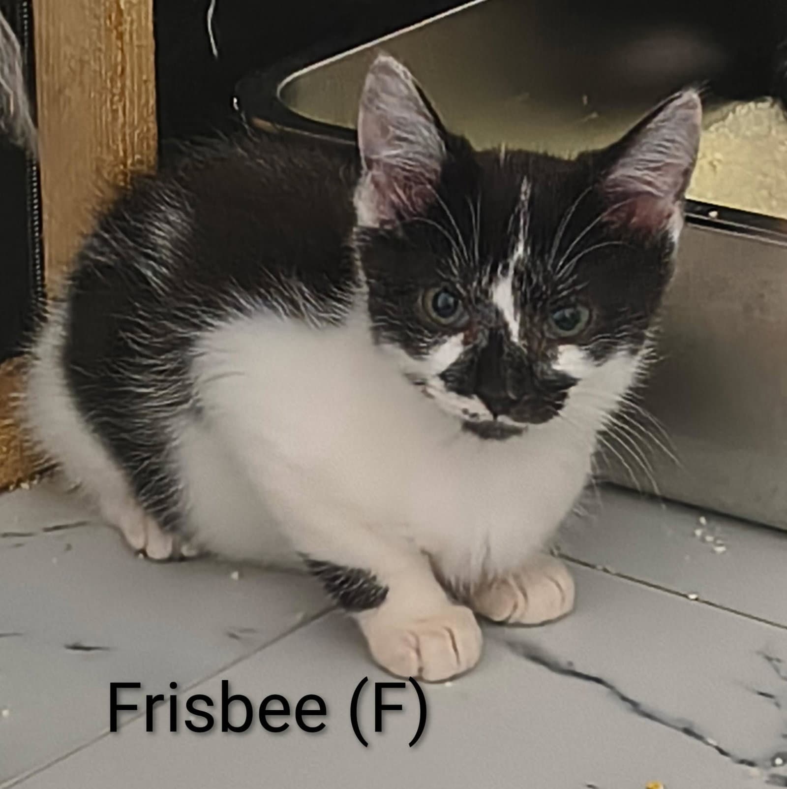 Frisbee