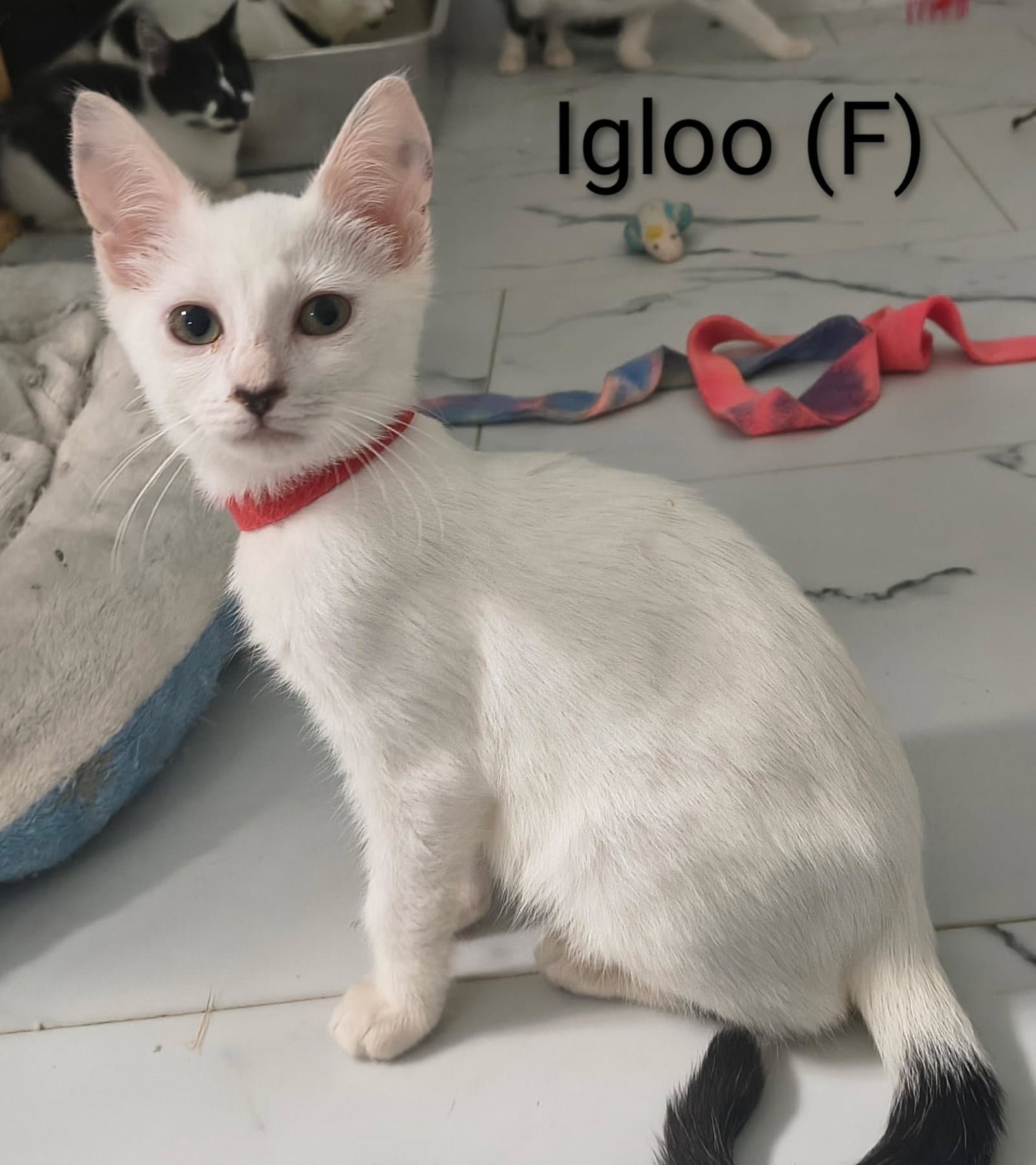 Igloo
