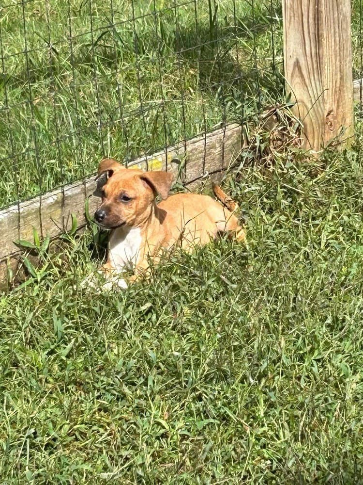 Leela