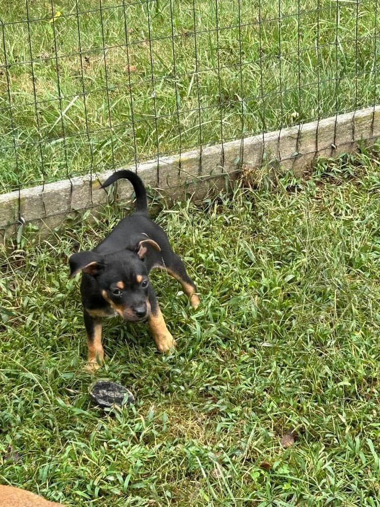 Oliver