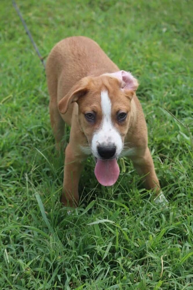 Clover