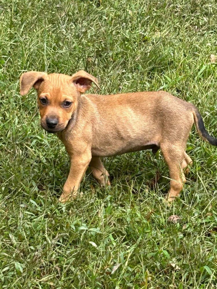 Baby Jake