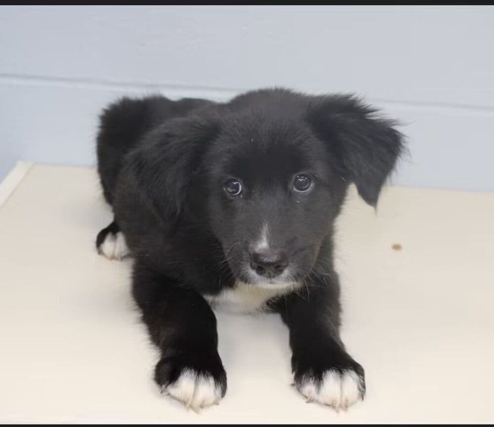 Oreo