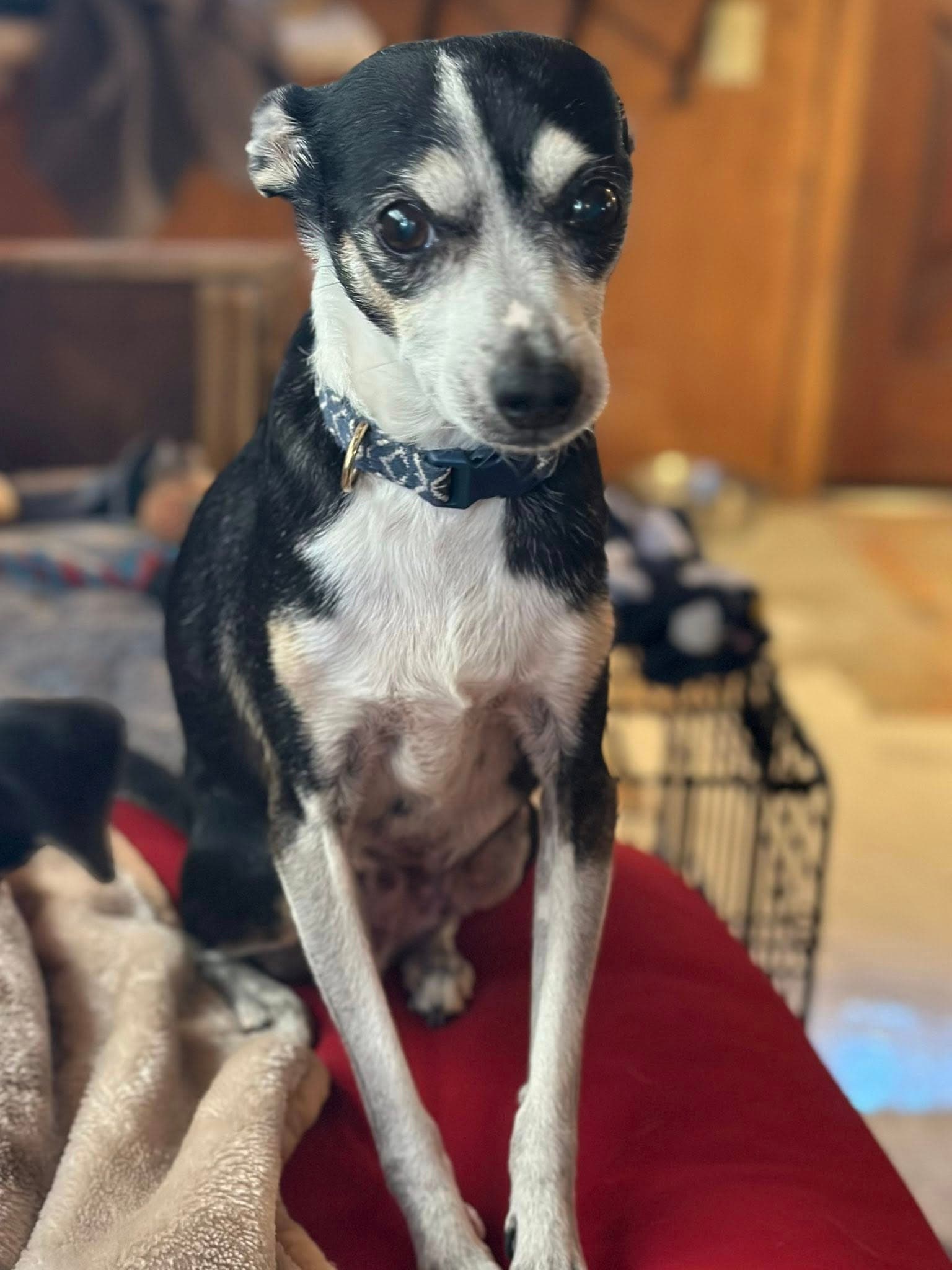 Odie