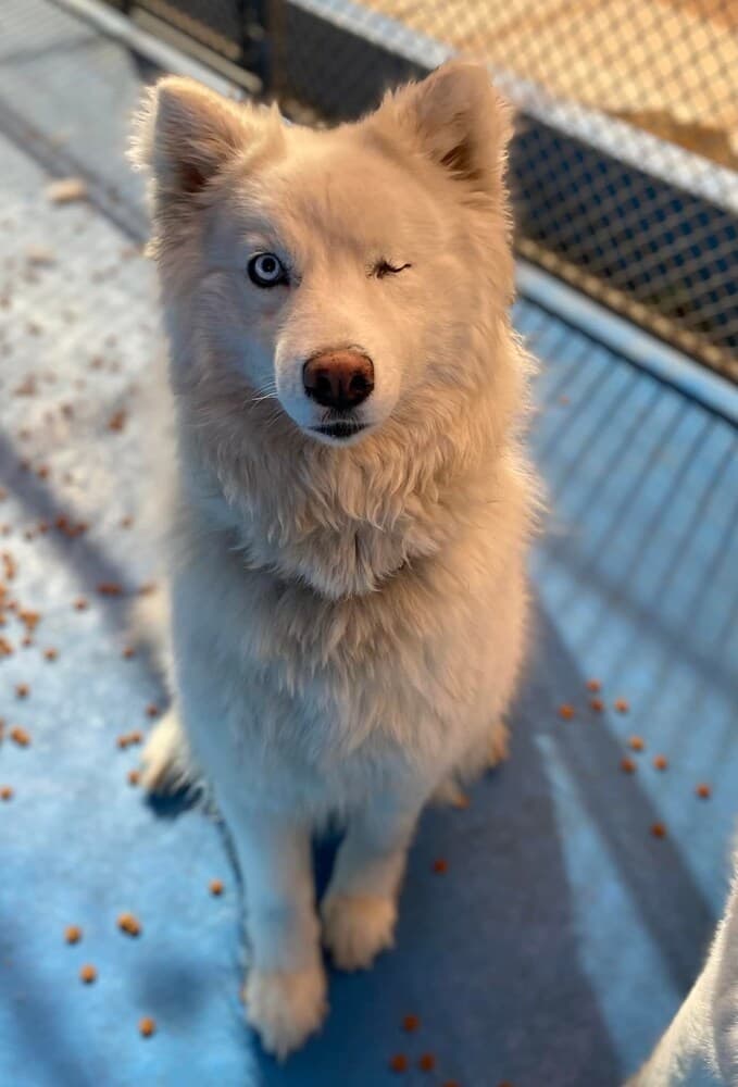 Nala