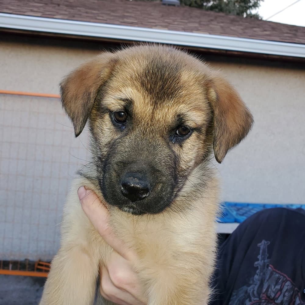 Cleo (Pup 1 GREEN)