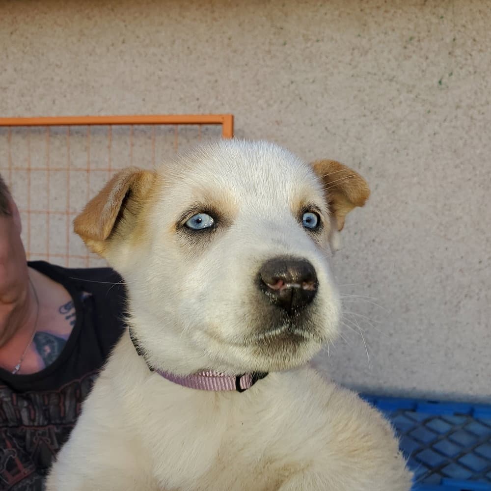 Aurora (Pup 5 PURPLE)