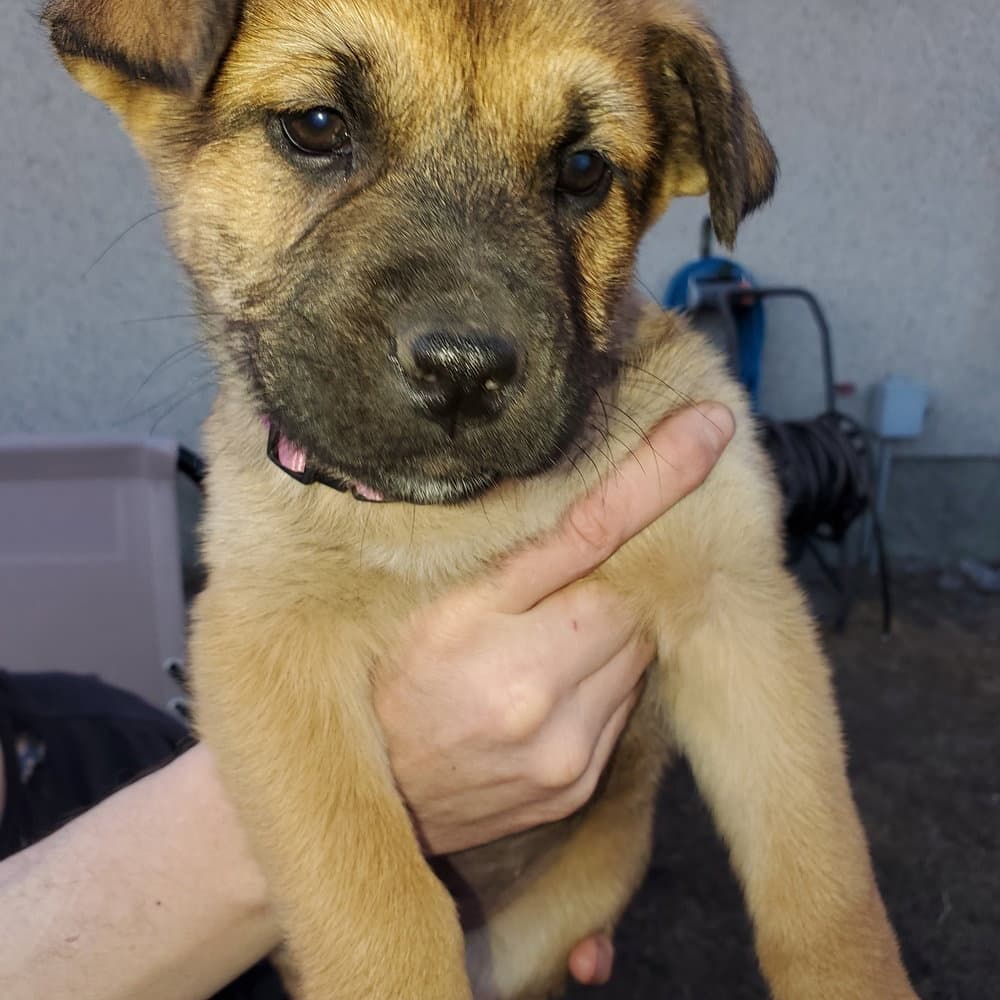Pup 2 FUSHIA