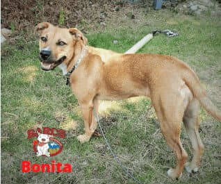 Bonita