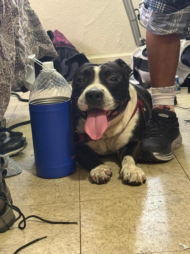Oreo