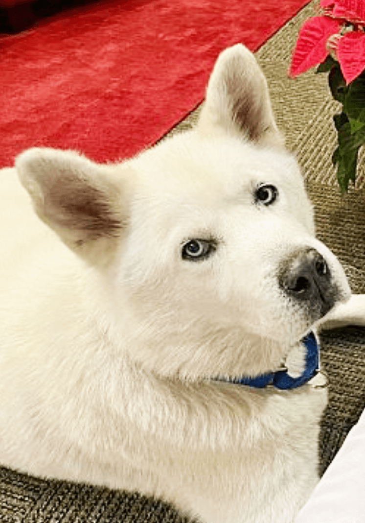 Koda