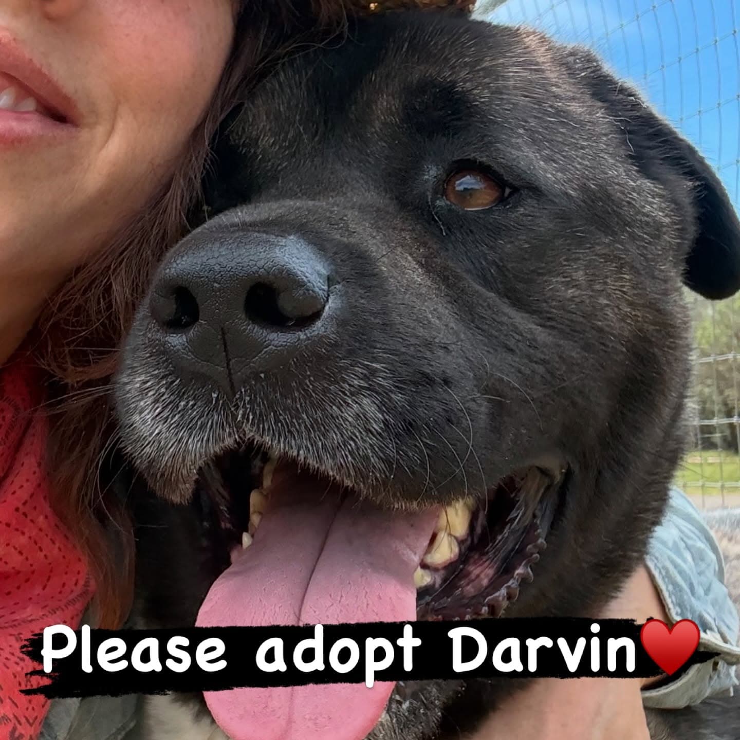 Darvin
