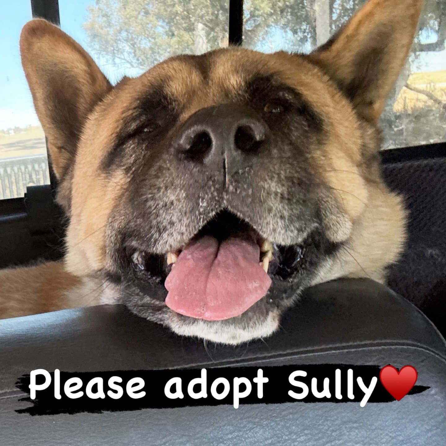 Sully