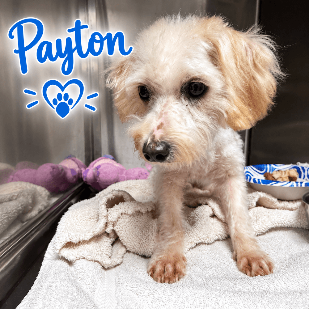 Payton