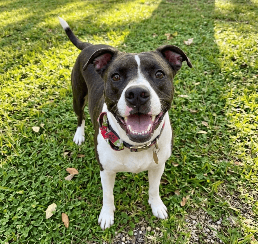 Duke