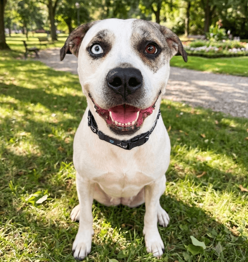 Bohdi