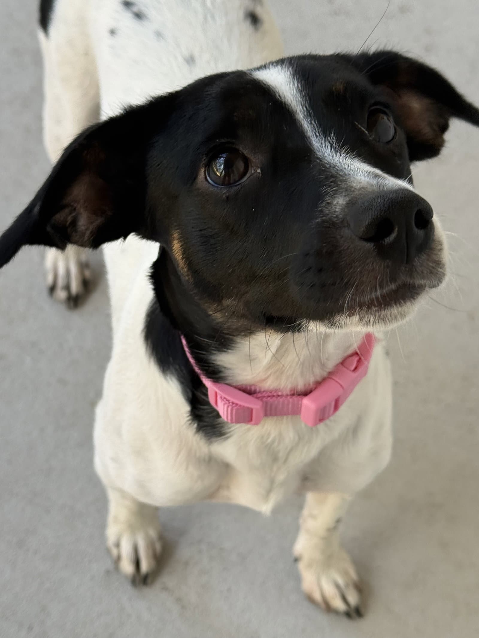 Oreo
