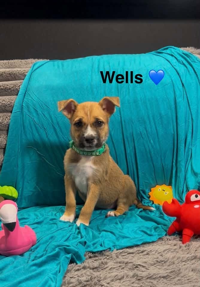 Wells