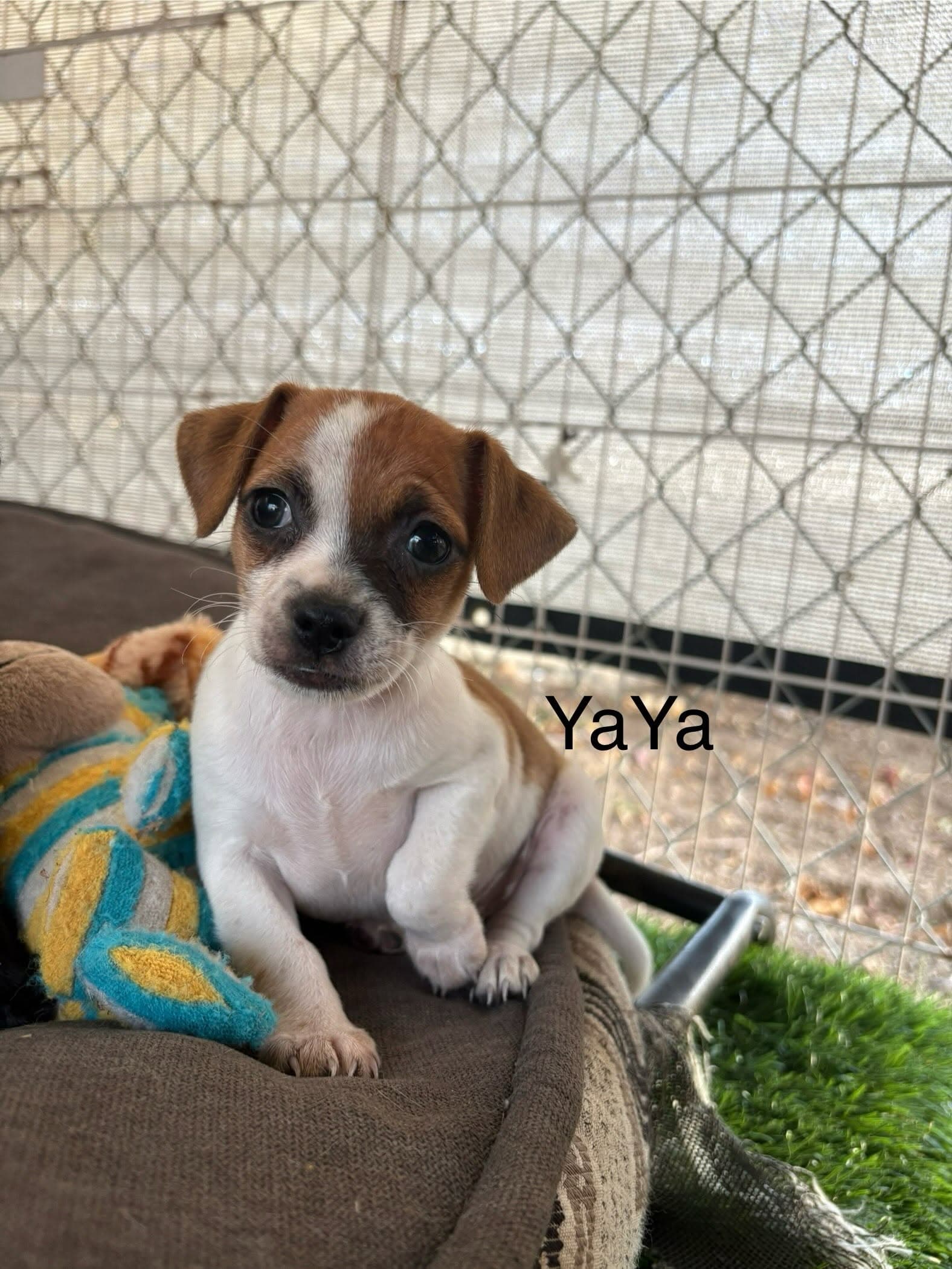 YaYa
