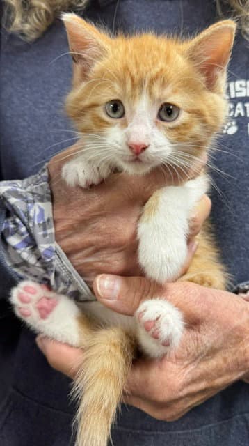 Simba