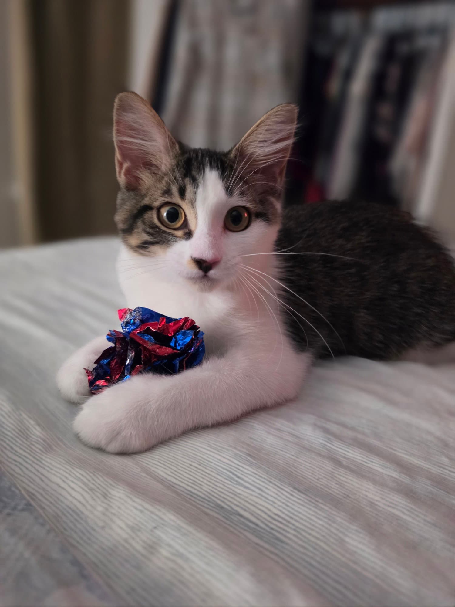 Miss Fluff