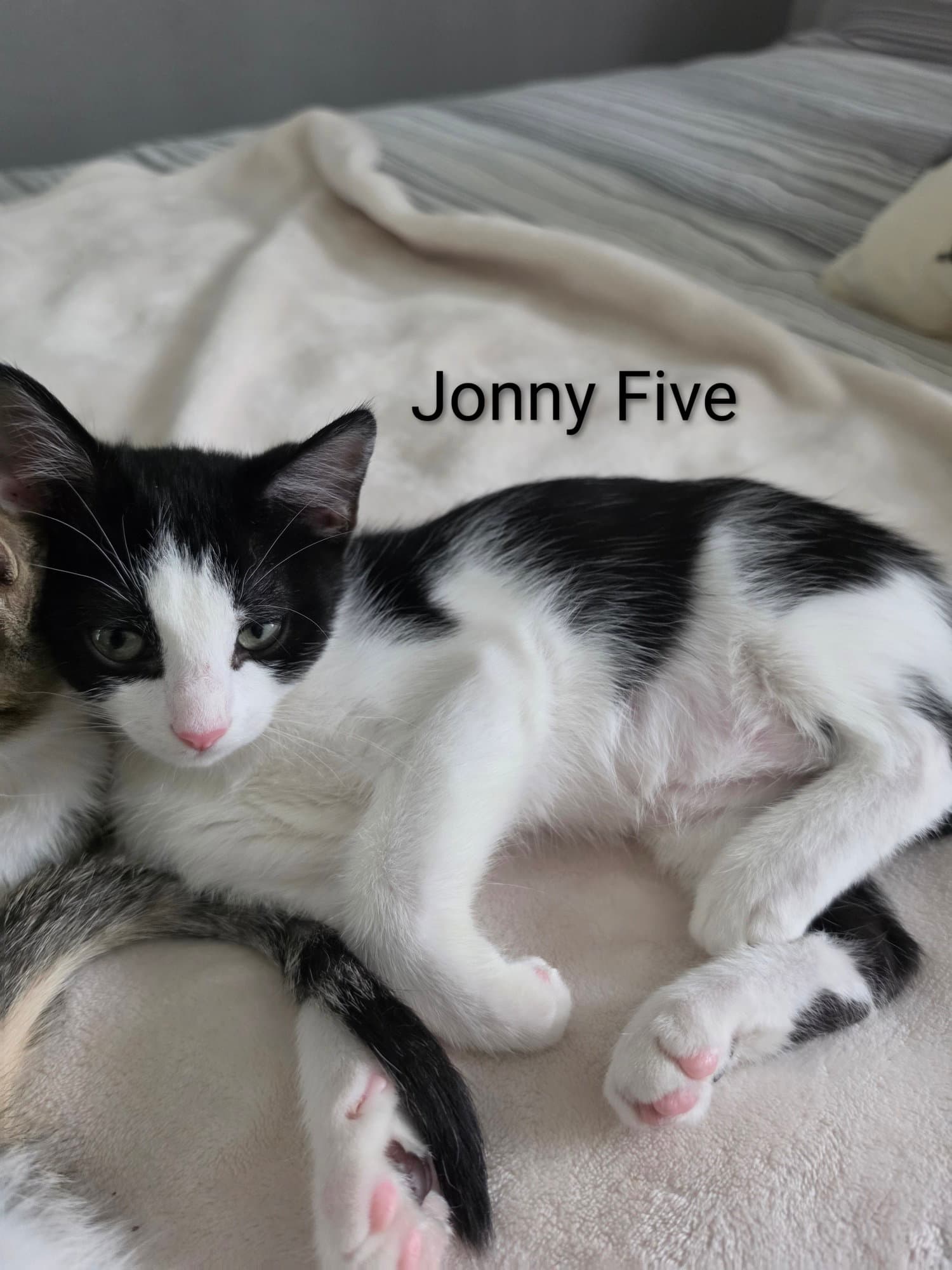 Johnny Five