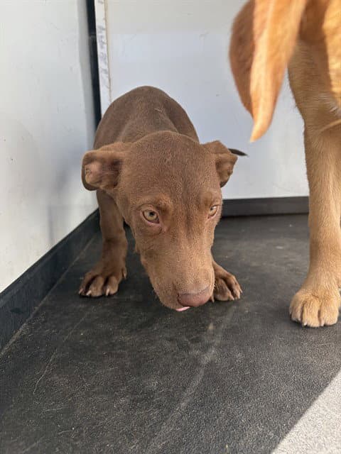 BROWNIE