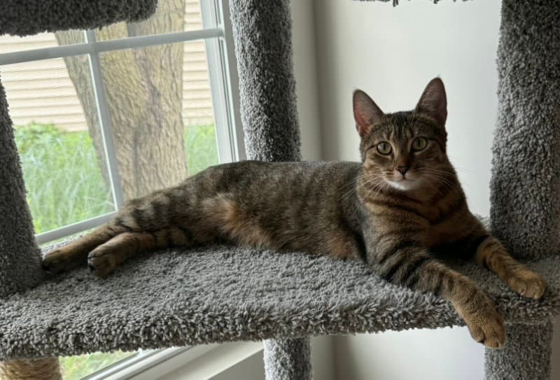 Nala