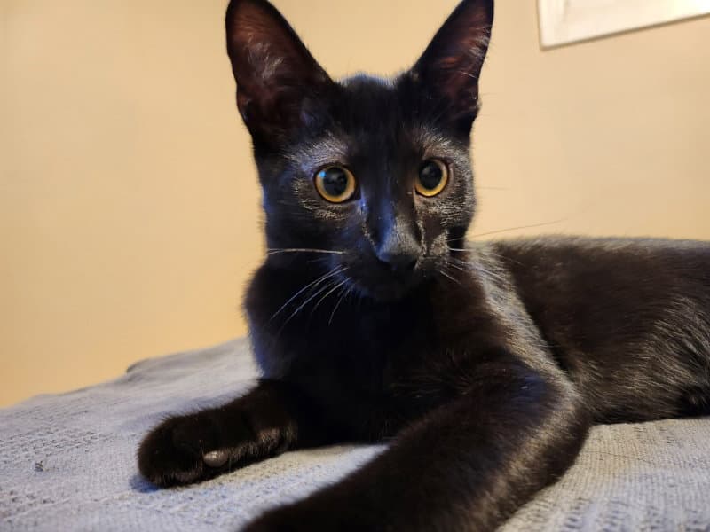 Binx