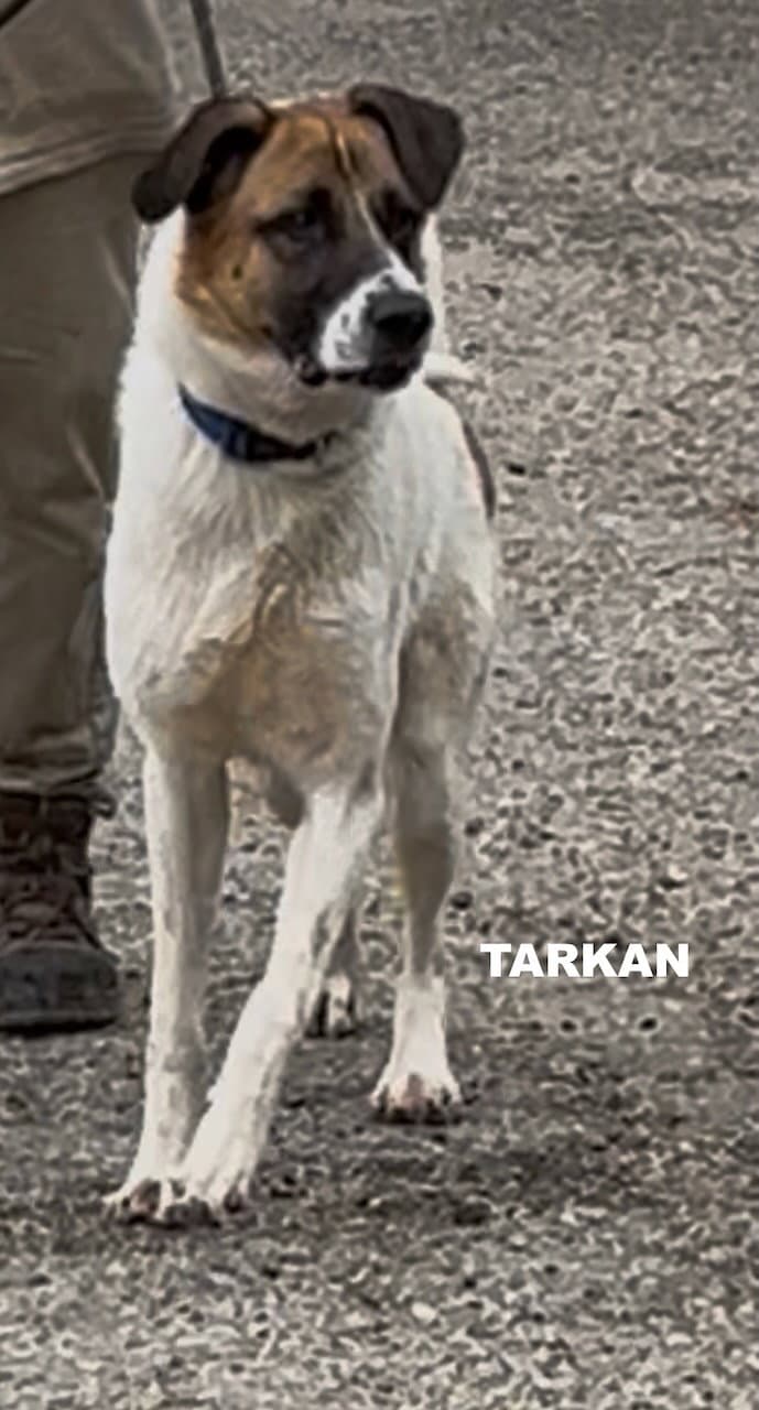 Tarkan