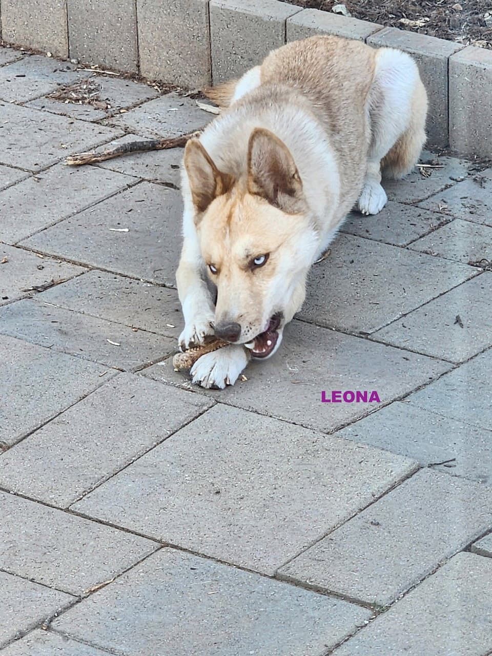 Gracie & Leona