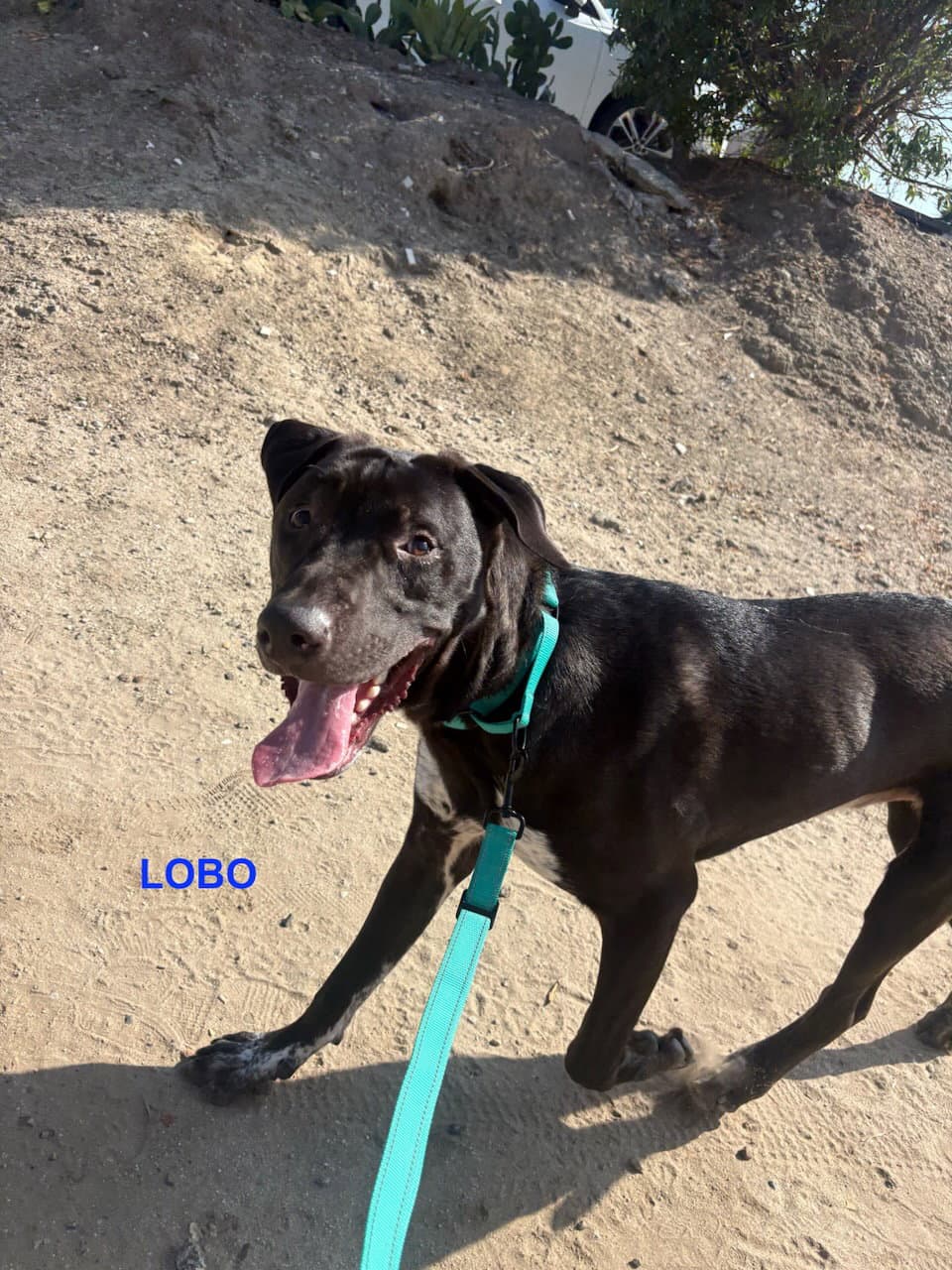 Lobo