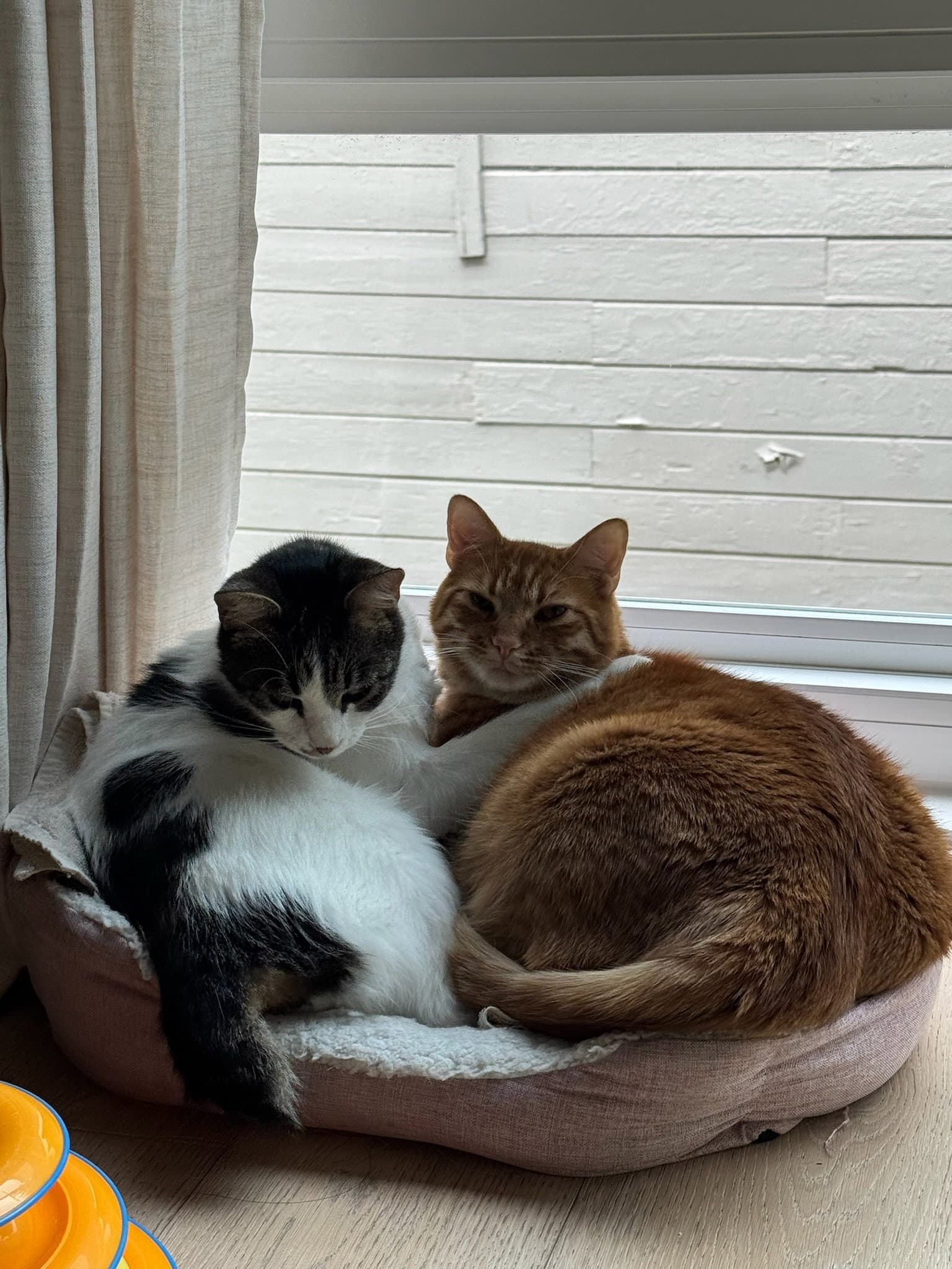Otis & Tuff, bonded male siblings