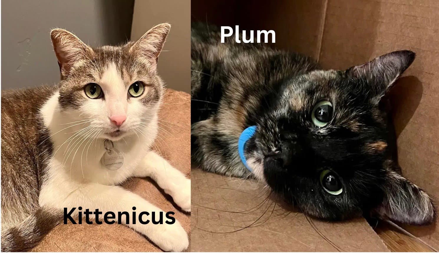 Kittenicus and Plum - bonded adults