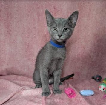 Valkyrie - female kitten