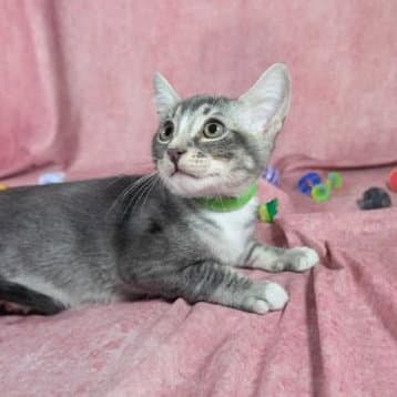 Ronan - male kitten