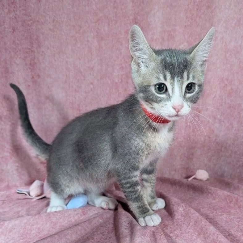 Odin - male kitten
