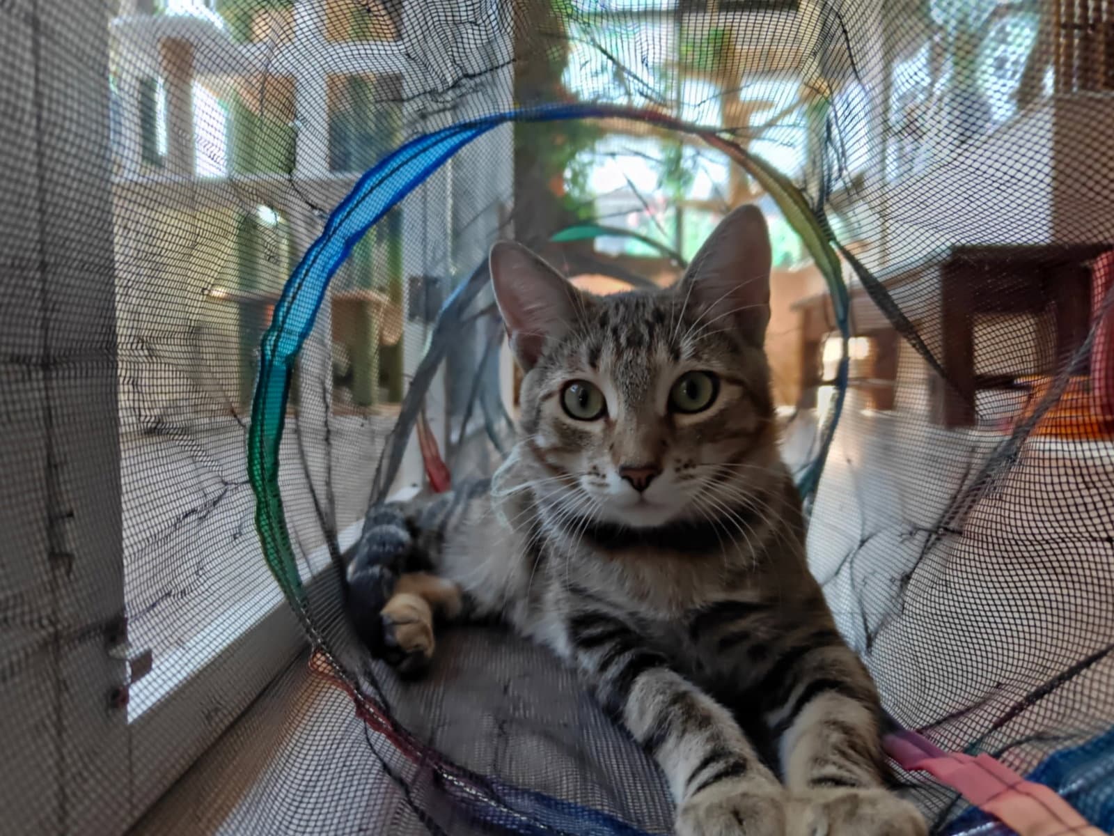 Ron - male teen kitten