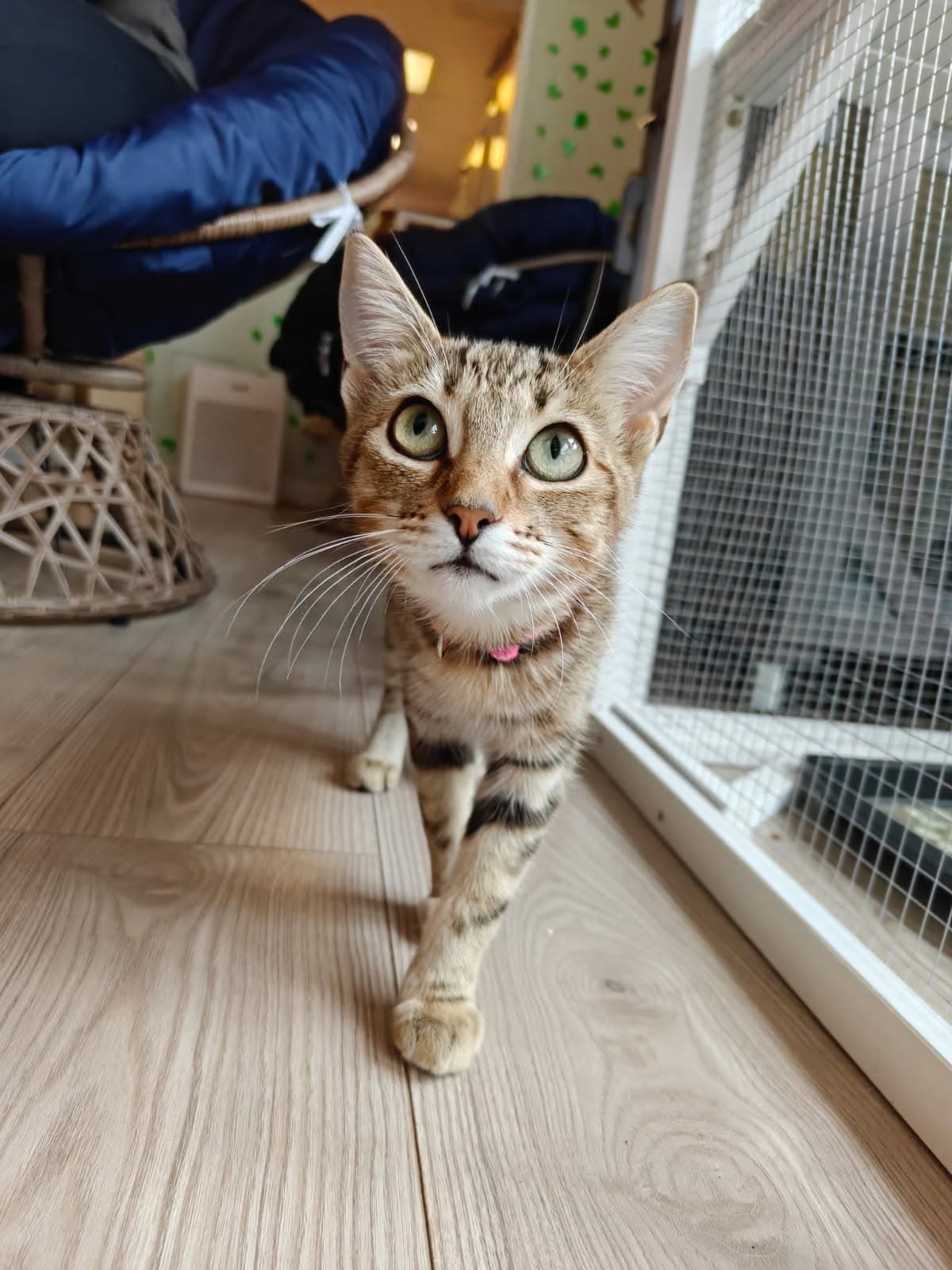 Ruby - female teen kitten