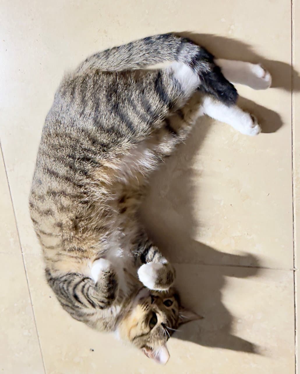 Meowby