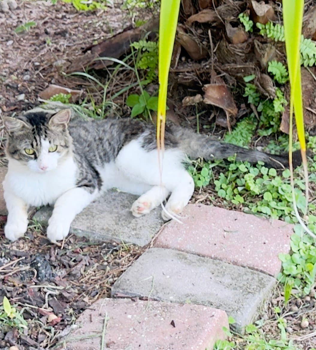 Crazy Cat
