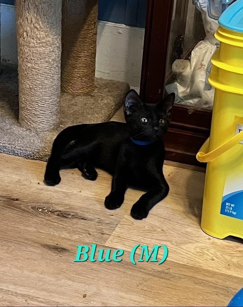 Blue